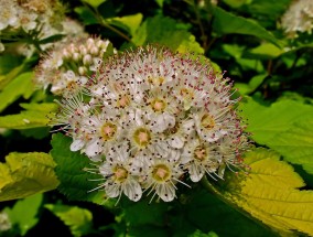 鄢陵花卉林中的易生蝇子花卉品种研究