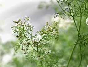 花卉芹芹的魅力——大触油画花卉写生的艺术探索国画写意芹菜