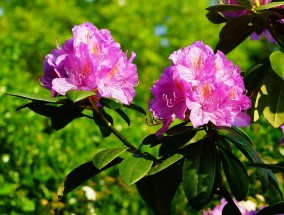 河北花卉礼品盒厂家电话与花卉养护的秘密河北鲜花基地