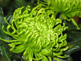 硚口区苗木花卉与临安区室内花卉装饰的美丽邂逅硚口花卉市场