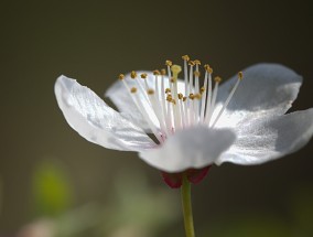 花卉种苗定植技术及紫外线灯对花卉的影响养花的紫外线灯