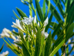 出名的写字楼花卉出租平台——临沂花卉大棚供应的崭新商机临沂花卉租赁