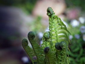 植物创意手机摄影活动植物摄影主题