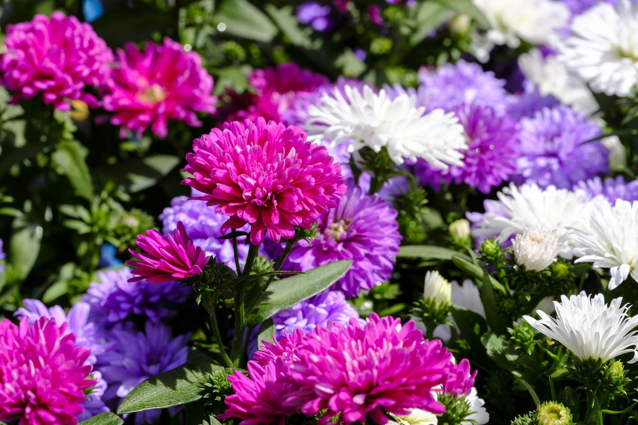 花卉基地的秘密，宿根花卉中常绿的花卉，宿根常绿，花卉基地的秘密  第1张