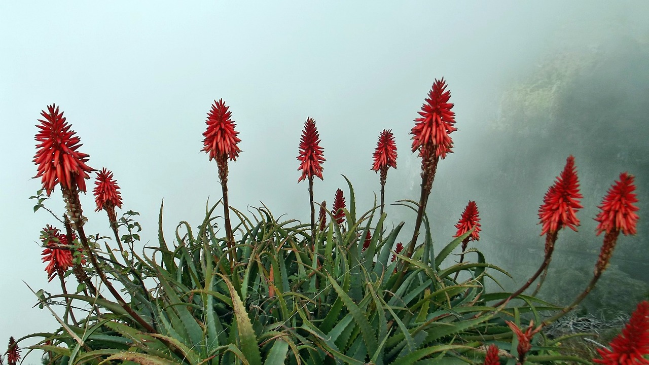 花卉旅游规划与对称花卉图案设计的融合艺术花卉旅游的概念  第1张