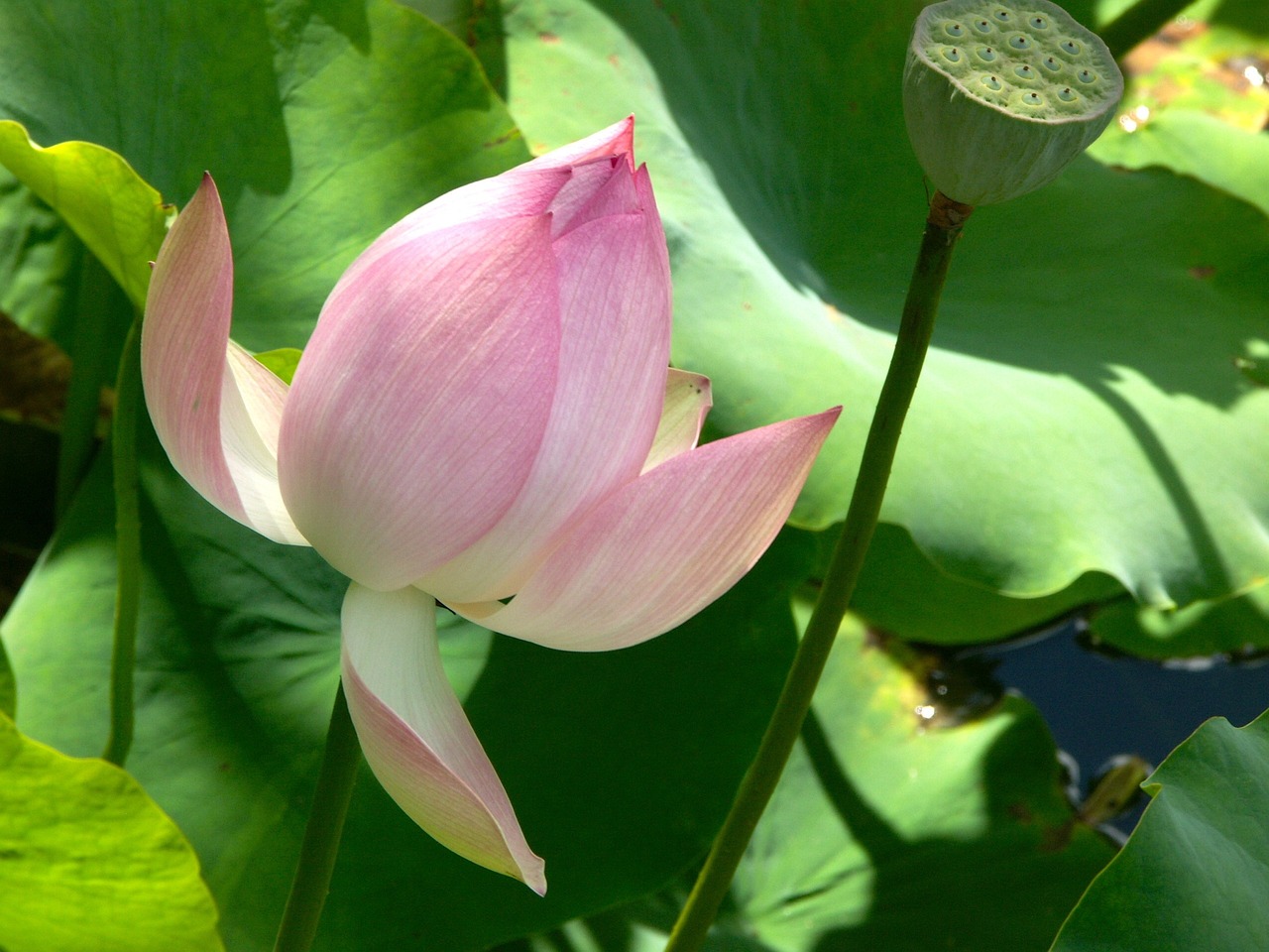 种植木本花卉，选择合适的图纸与岳阳花卉温室的探索木本花卉栽培设计方案  第1张