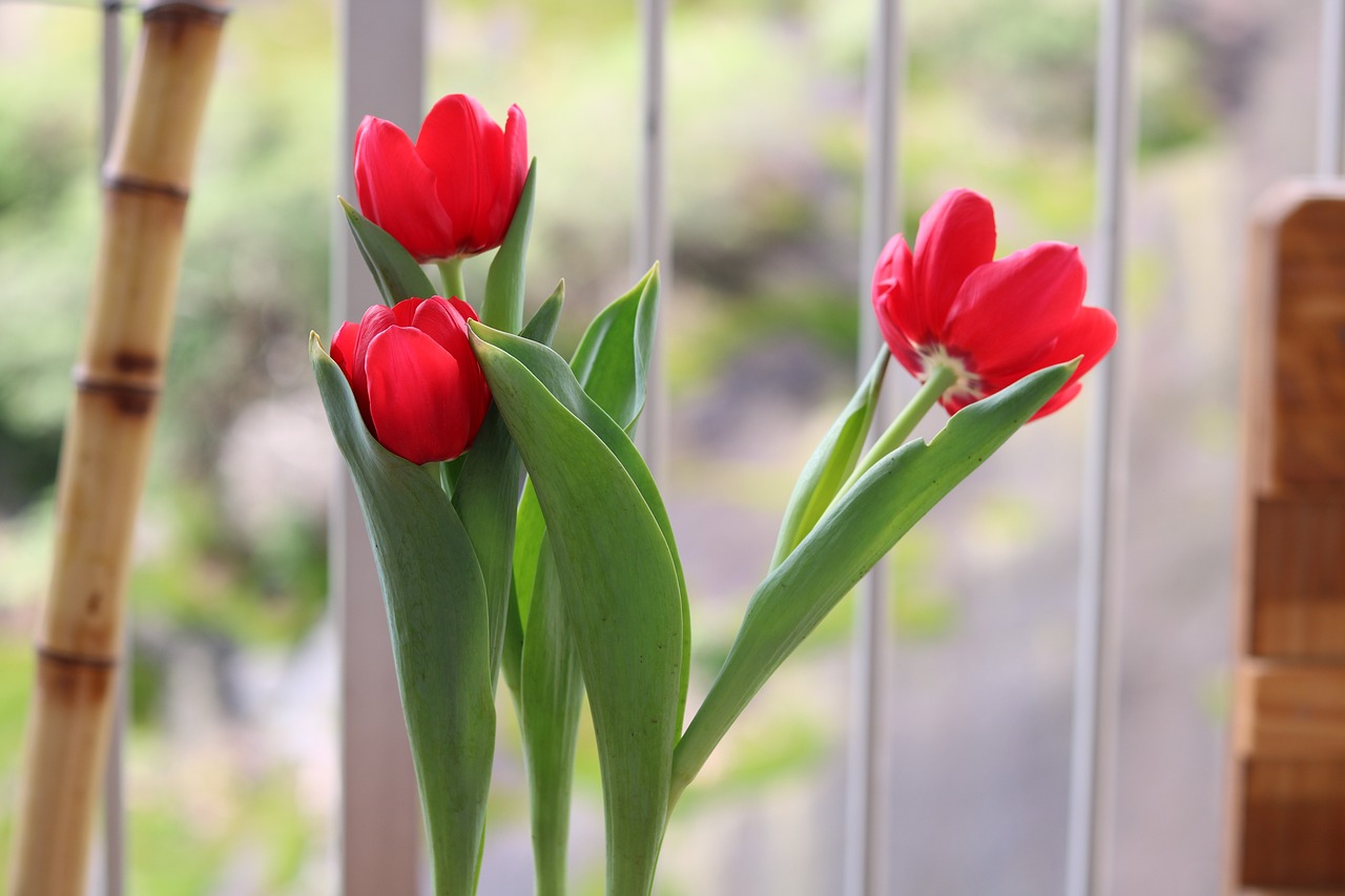 花卉养殖与修剪艺术——广东国际花卉产业园项目探秘广州国际花卉  第1张