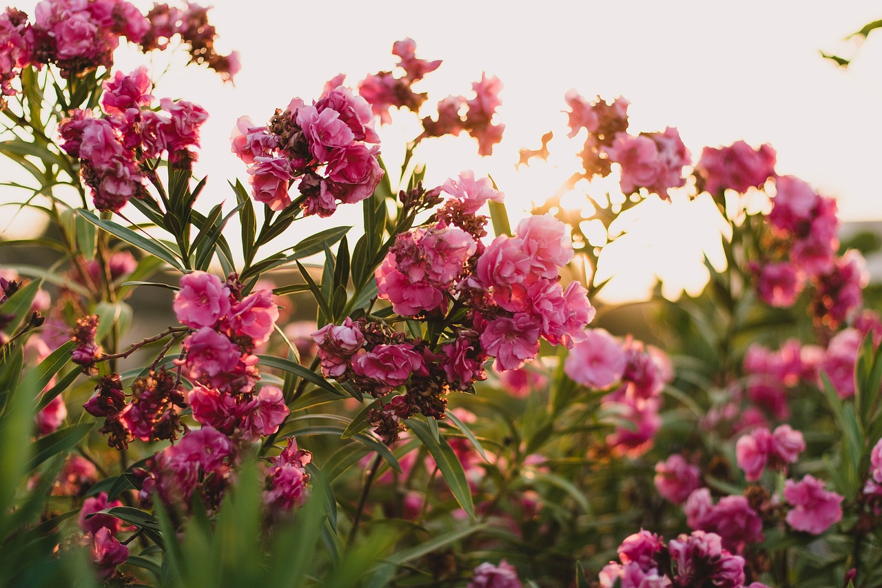 眼光花卉的魅力——水墨花卉菊花图眼光花是怎么回事  第1张