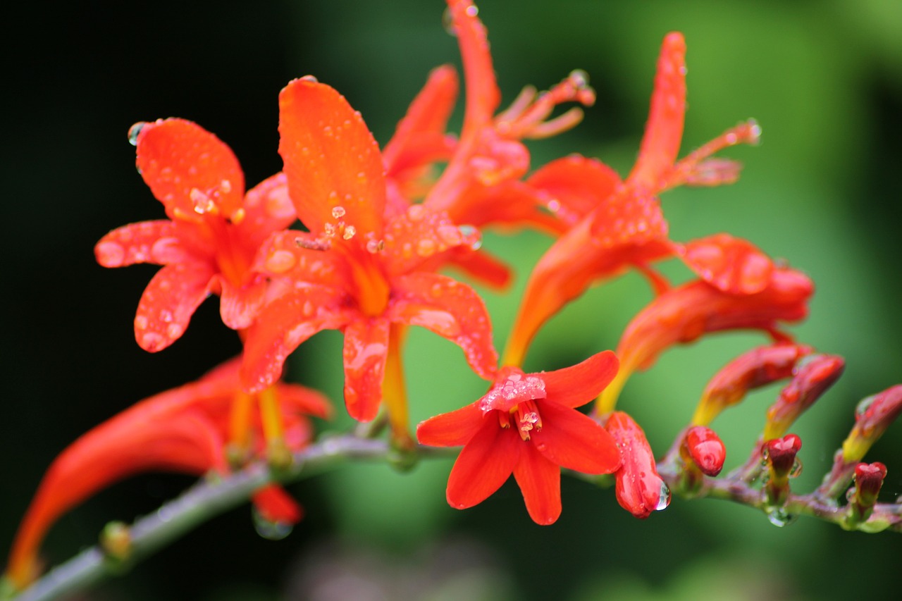 花卉园艺师诚聘启事，花卉生根秘诀大揭秘花卉园艺师培训教程  第1张