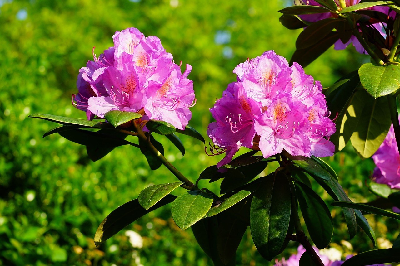 河北花卉礼品盒厂家电话与花卉养护的秘密河北鲜花基地  第1张