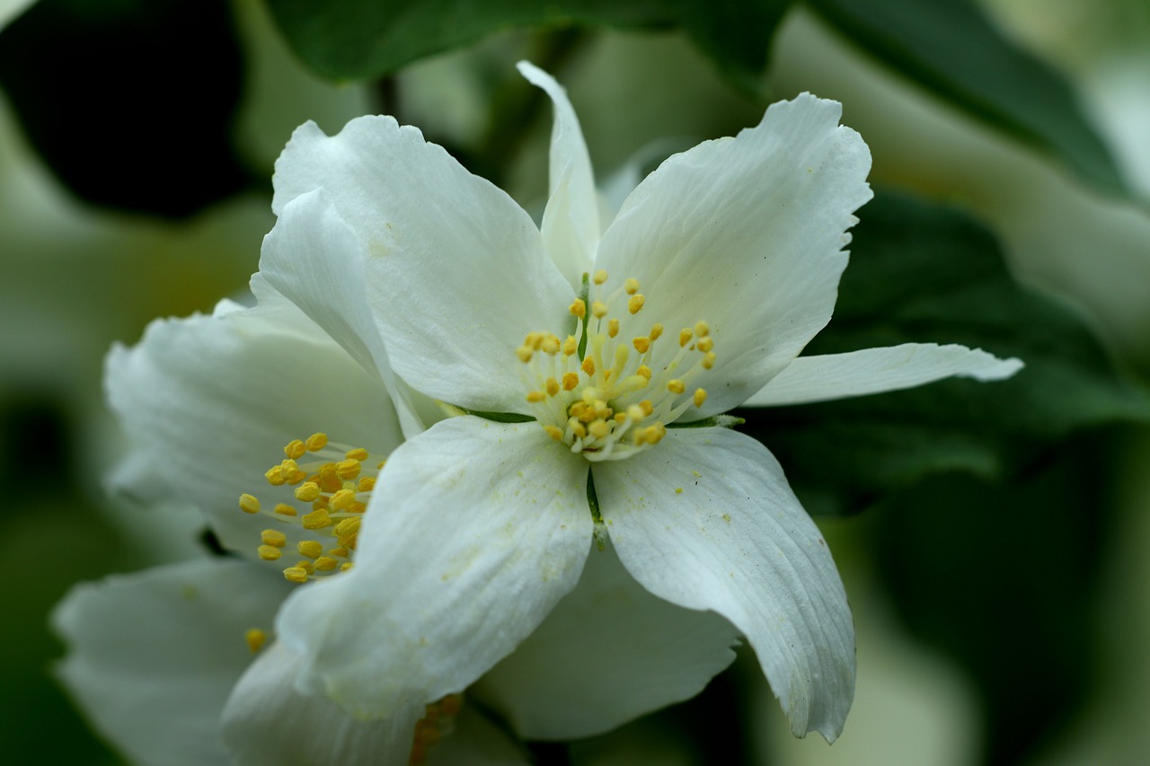 水芹菜与花卉的和谐共舞——横向花卉装饰图的魅力水芹菜的花  第1张