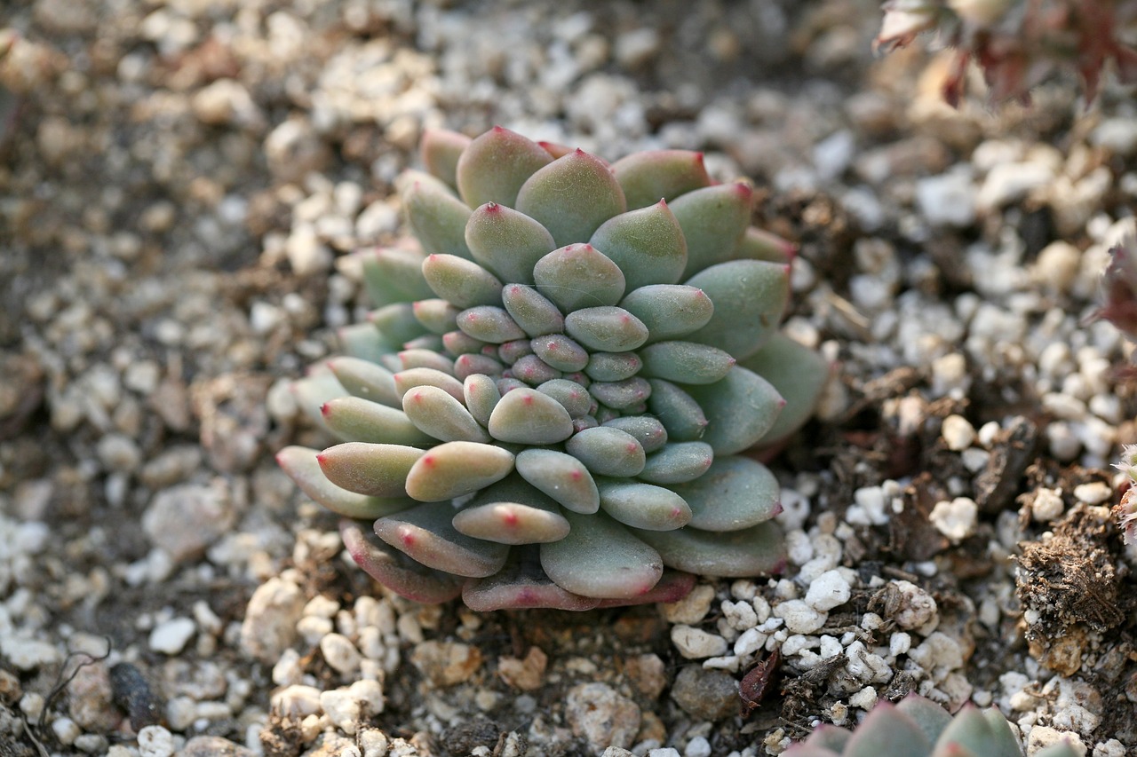 蒲城花卉盆栽与江苏花卉大棚轴流风机的完美结合  第1张