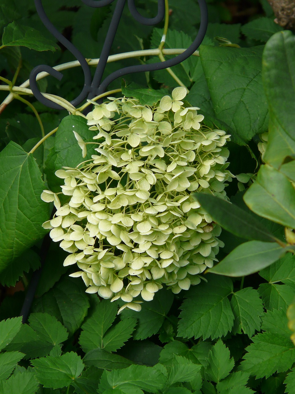 星瑶花卉——西藏最易养植的美丽之花西藏最好养的花  第1张