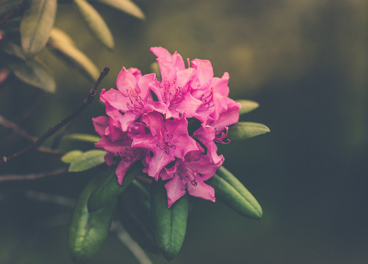 植物花卉公司，四季海棠的嫁接与花卉选择四季海棠花可以嫁接吗  第1张