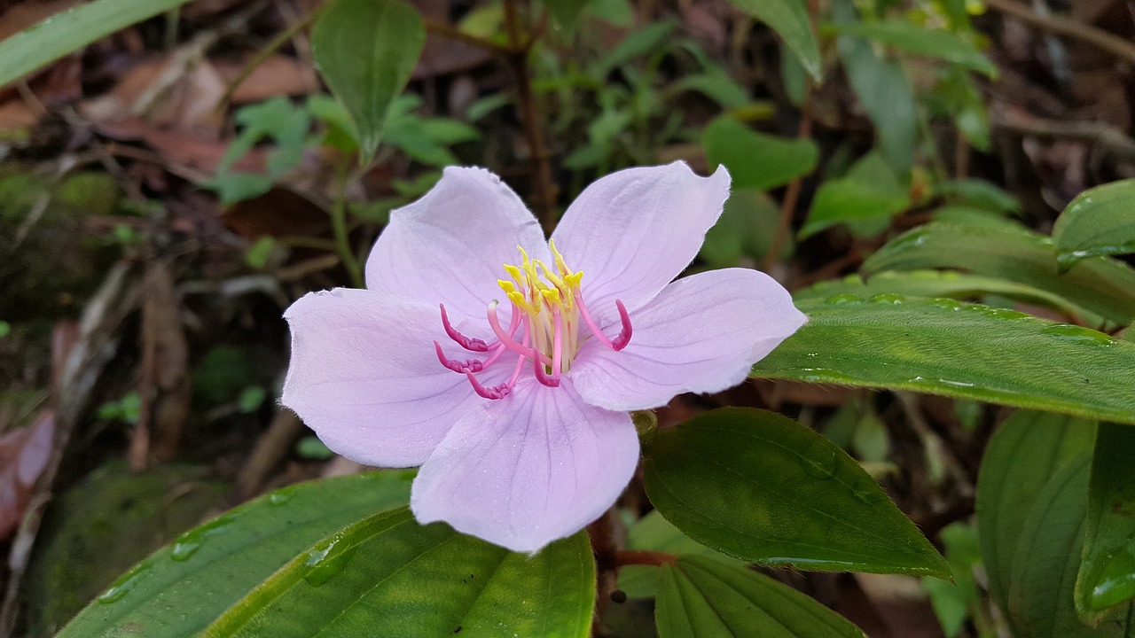 泡沫箱里能否种植花卉及花卉的杀菌杀虫药选择泡沫箱里可以种花吗  第1张