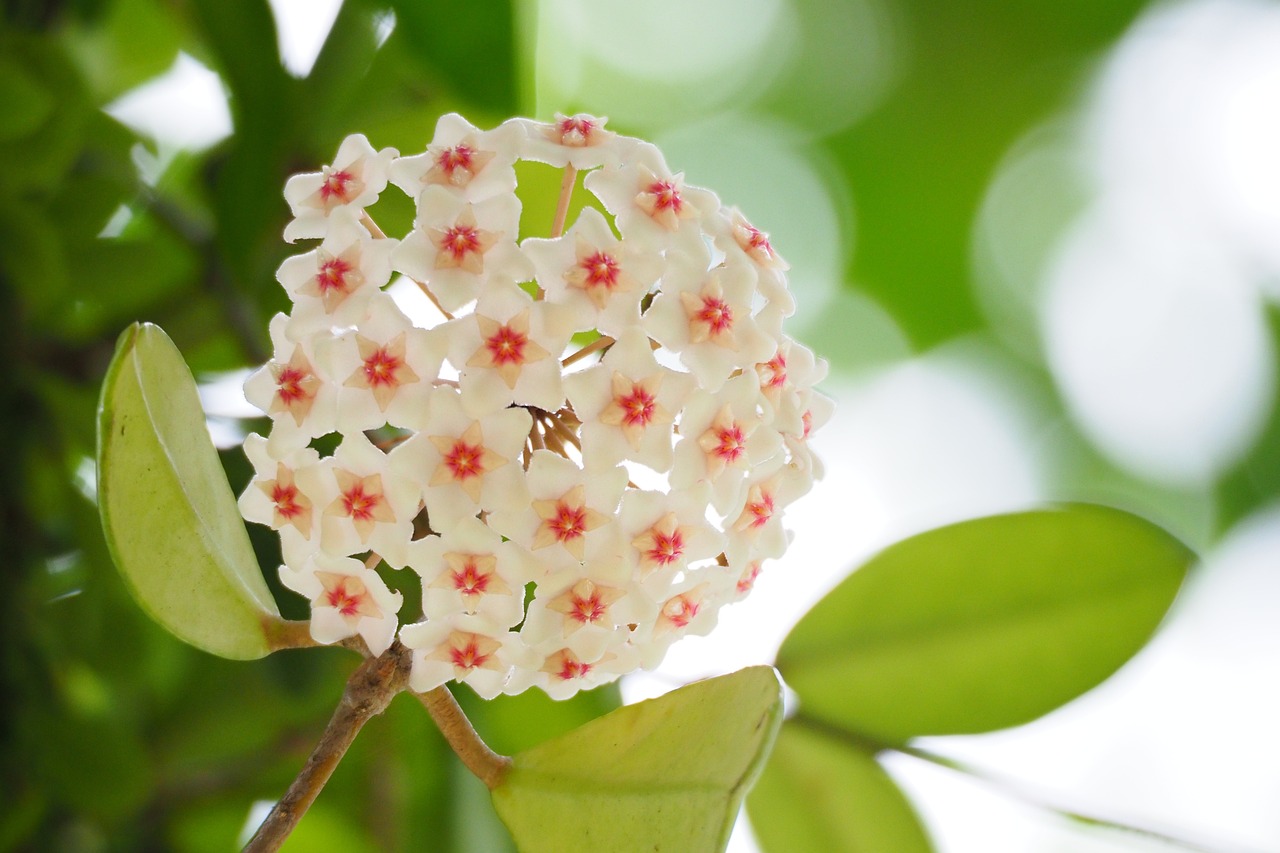 鄄城田园花卉与北京馨宜花卉园的美丽邂逅鄄城花卉基地  第1张