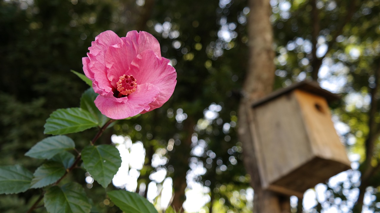 宁夏的独特花卉与每年春节广州花卉展的魅力适合宁夏种植的花卉  第1张