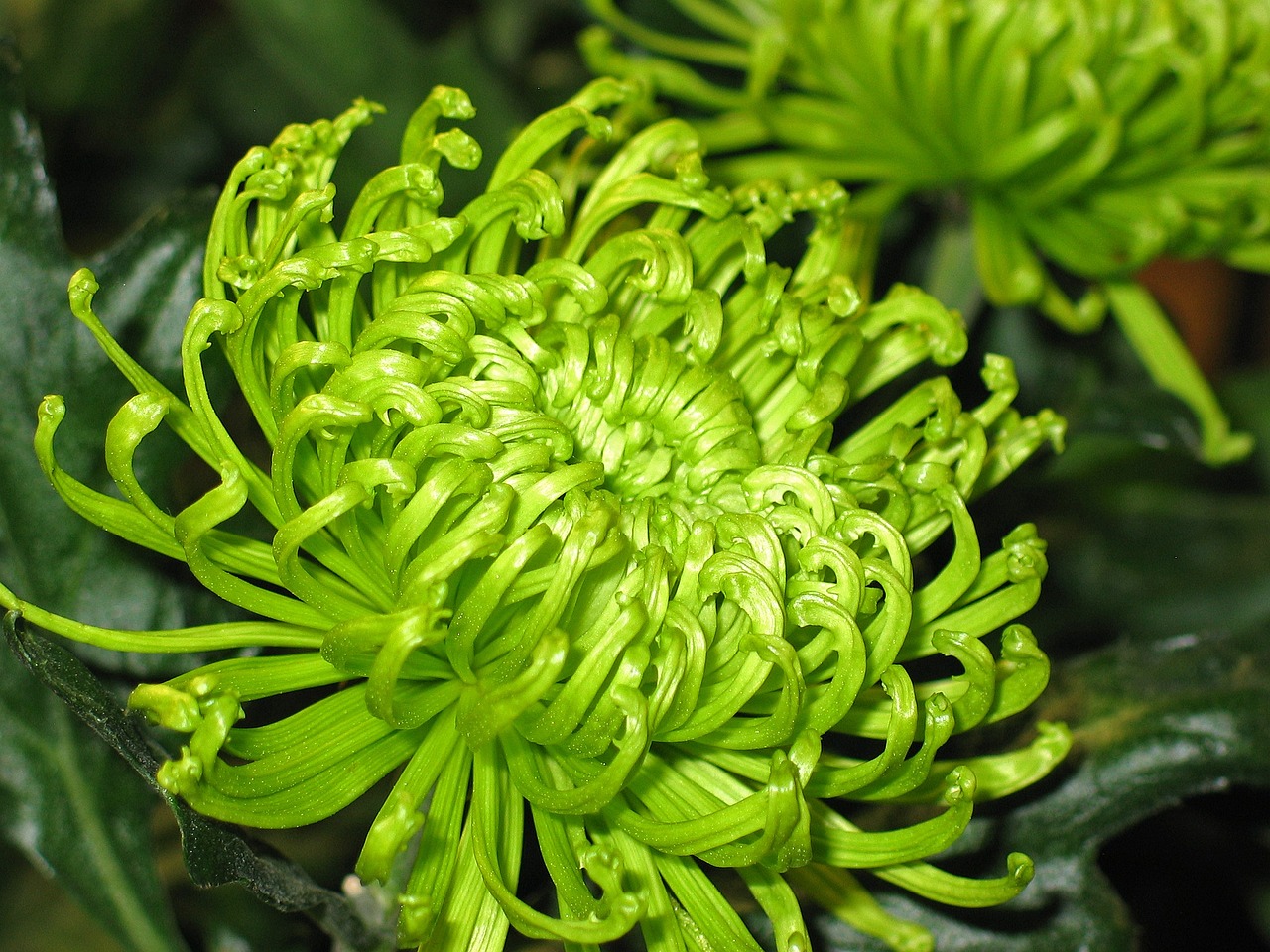 硚口区苗木花卉与临安区室内花卉装饰的美丽邂逅硚口花卉市场  第1张