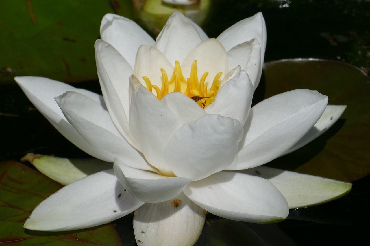 动态墙面花卉与台州花卉租赁费用探讨大型活动花卉租赁价格  第1张