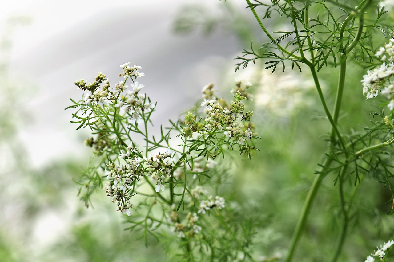 花卉芹芹的魅力——大触油画花卉写生的艺术探索国画写意芹菜  第1张