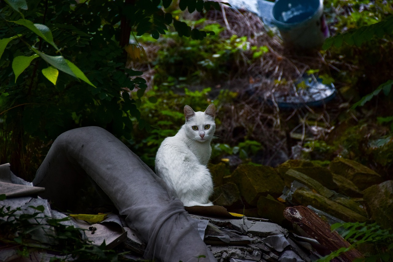 猫拉健康屎的形状与特点猫拉什么样的屎健康呢  第1张