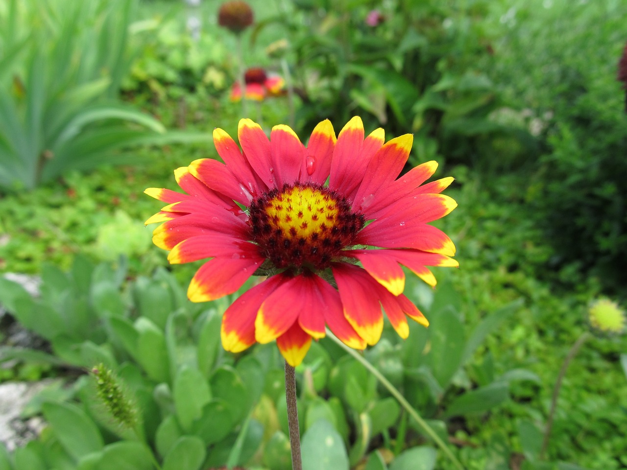 园林花卉市场员工管理策略及东北庭院花卉野菊花的种植与推广怎样管理花卉市场  第1张