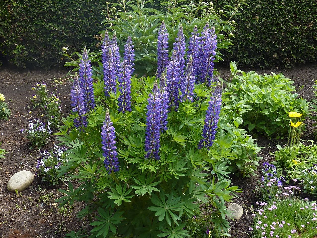 深圳市花卉种植批发基地，花卉与纹样之美深圳花卉种植基地在哪里  第1张