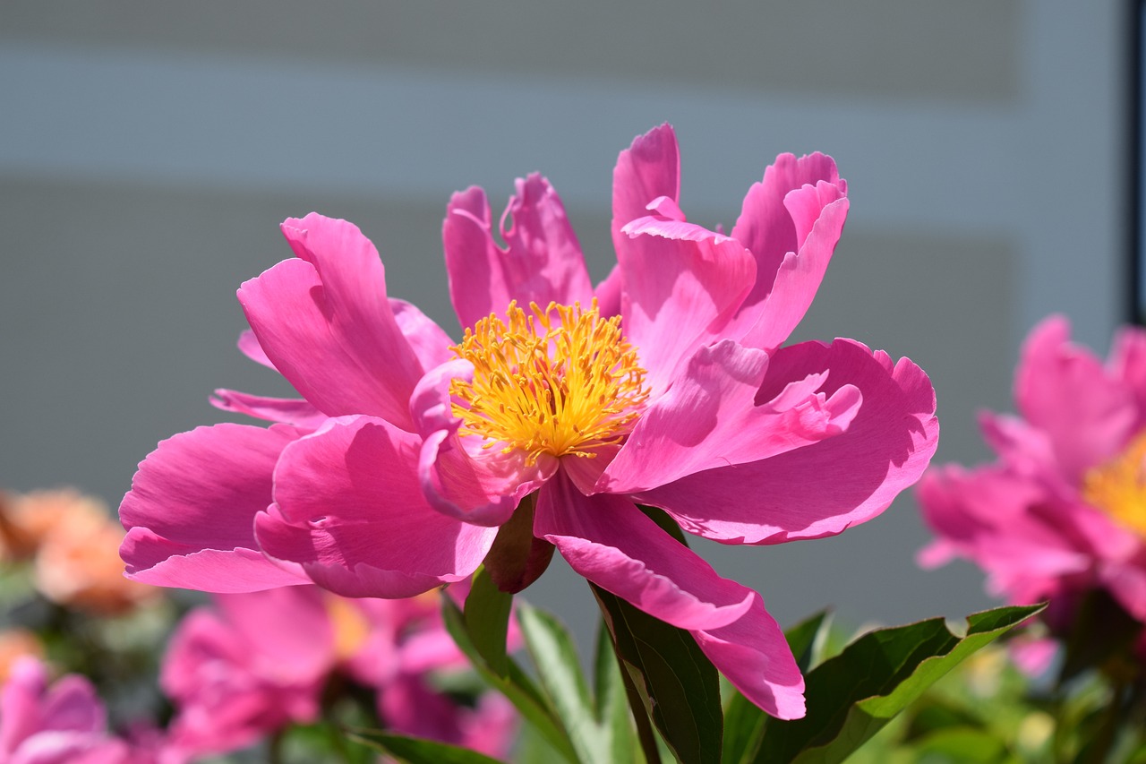 黑心宿迁花卉揭秘，哪种花卉开花时间最长？宿迁什么花最出名  第1张