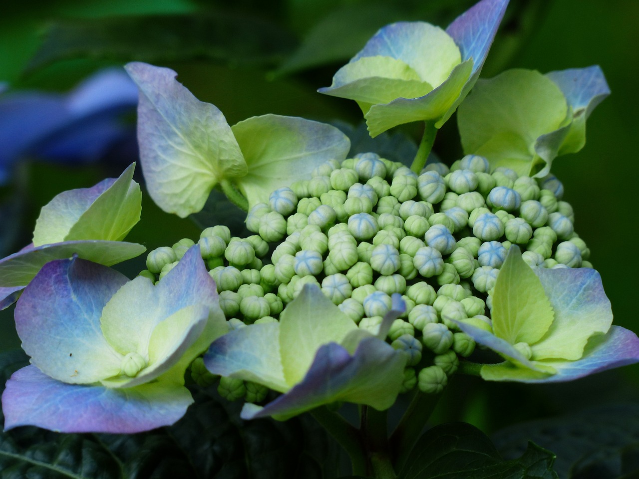 2012漳州花卉种植面积与枣庄花卉玻璃大棚订制厂探析漳州花卉种植基地  第1张