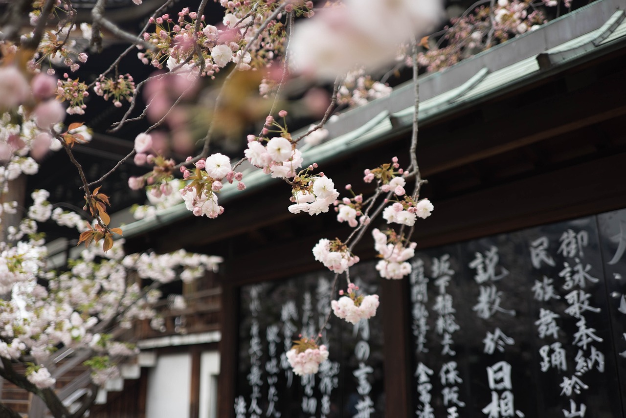 日本花卉物语与诸城万芳花卉市场的邂逅诸城花卉基地  第1张