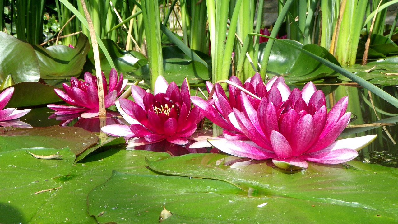 宜兴写字楼花卉种植园——水生花卉的多样性与魅力水生 花卉  第1张