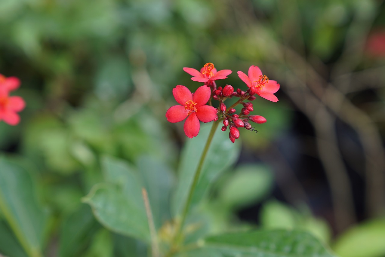 花卉营养土的奥秘与江汉区苗木花卉批发市场的探索花土里有什么菌  第1张