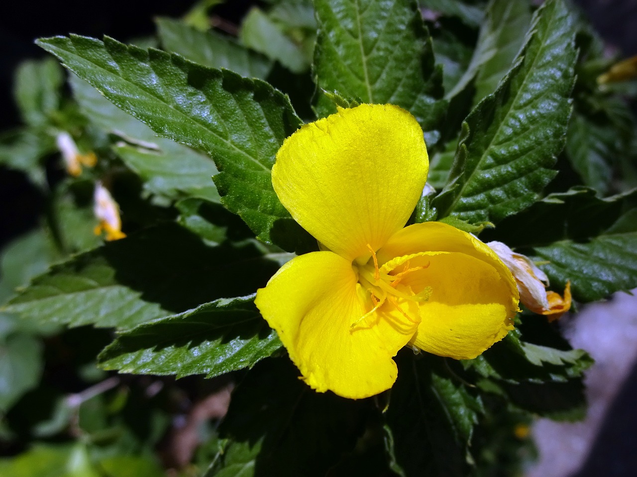 花之萌花卉世界，探索铁杆海棠的奥秘铁杆海棠花语  第1张