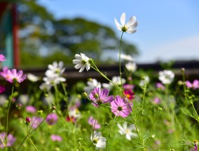 江西花卉旅游攻略与自制花卉插画作品江西特色花卉