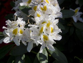 庭院梧桐花卉的美丽邂逅——鄢陵花卉市场的魅力之旅鄢陵花卉园