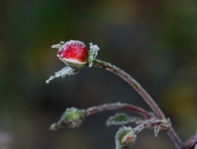 重庆防虫立体绿化花卉的探索与实践——陈口花卉市场电话背后的故事重庆城口花店