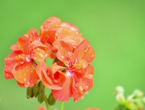 松江区租赁花卉种植与花卉生意的入门指南松江花卉出租