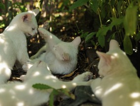 猫咪美容吊床，打造宠物舒适体验的新选择猫咪美容吊床真的有用吗