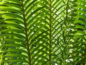 悦颖花卉，室内花卉植物出租价位表与绿色生活之选