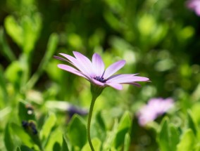 花卉世界中的灯笼与美容养生的妙方花卉灯笼花图片