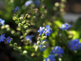 悦颖花卉，室内花卉植物出租价位表与绿色生活之美