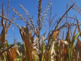 贵池花卉批发市场与福建花卉专用腐植酸，共绘绿色产业新篇章贵池花卉市场